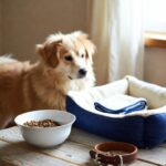 cachorro sendo recebido com carinho em sua nova casa preparada e segura