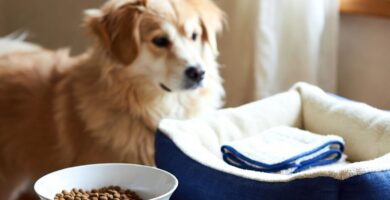 cachorro sendo recebido com carinho em sua nova casa preparada e segura